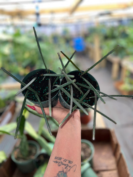 HOYA INSULARIS 4"