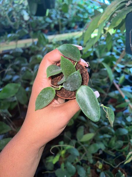 HOYA THOMSONI 2"