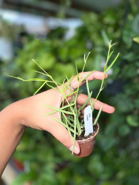 HOYA LINEARIS 2.5"