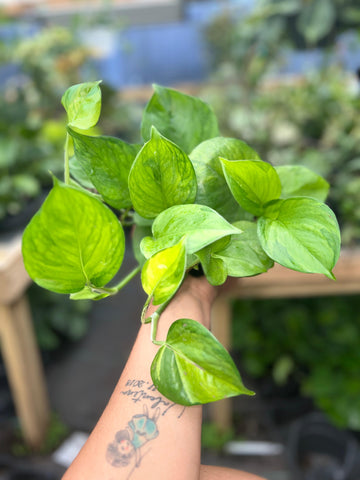POTHOS LEMON TOP 6"