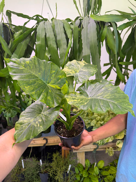 ALOCASIA ODORA YELLOW VAR 6" GROWER CHOICES