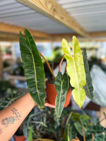 PHILODENDRON BILLITEAE 6"