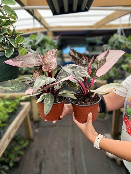 PHILODENDRON PINK PRINCESS MARBLE VARIGATED 6"