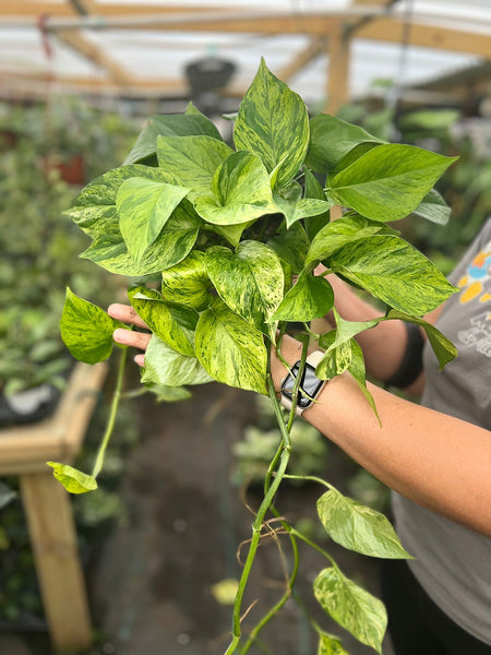 POTHOS JESENIA HIGH VARIGATED 6"