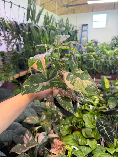 SYNGONIUM PINK SPLASH 4" GROWER CHOICES
