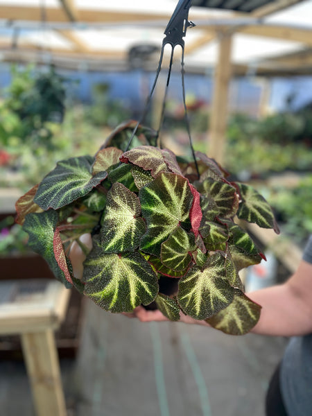 BEGONIA SOLIMUTATA 8"