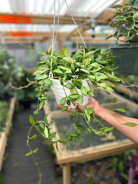 HOYA SP AFF BURTONIAE 8"