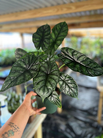 ALOCASIA DRAGON SCALE 6"