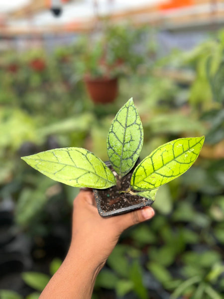 HOYA CALLISTOPHYLLA BLACK MARGIN 3"