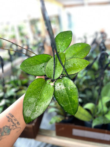 HOYA FUSCO MARGINATA 5"