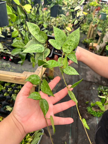 HOYA PARASITICA BLACK MARGIN SILVER SPLASH 3"