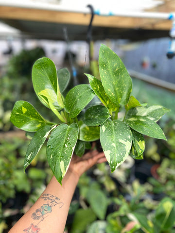 PHILODENDRON GREEN CONGO HYBRID NUCLEAR 4"