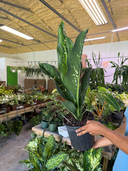 DIEFFENBACHIA CROCODILE 3 GALLONS GROWER CHOICES