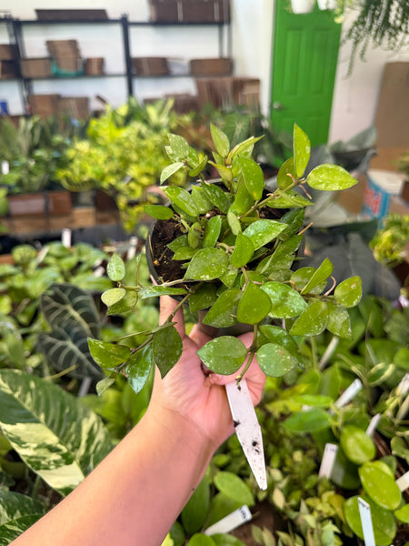 HOYA KROHNIANA SPLASH 4" GROWER CHOICES
