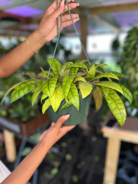 HOYA CALLISTOPHYLLA LONG LEAVES 8"