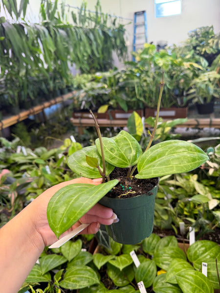 HOYA SARAWAK 4" GROWER CHOICES