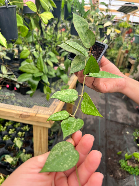 HOYA PARASITICA BLACK MARGIN SILVER SPLASH 3"