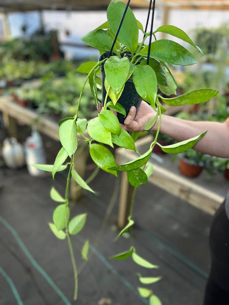 HOYA GIGANTAENSIS 5"