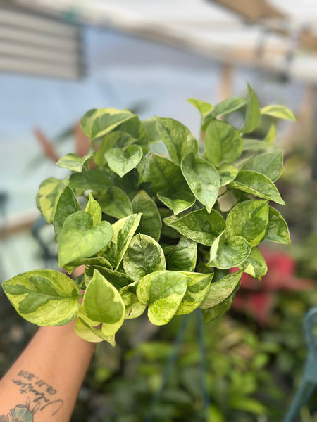 POTHOS LEMON MERENGUE 6"