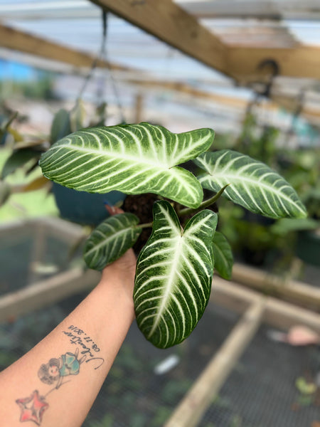 XANTHOSOMA LINDENI 6"
