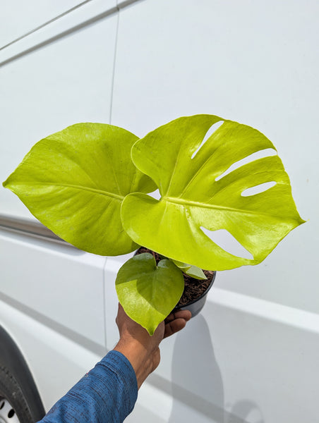 MONSTERA LEMON LIME 6" GROWER CHOICES