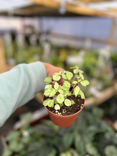 PEPEROMIA FRECKLES VARIEGATED