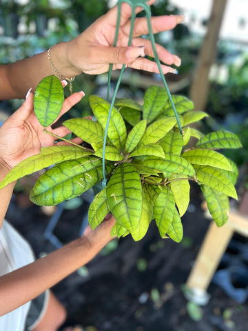 HOYA CALLISTOPHYLLA LONG LEAVES 8"