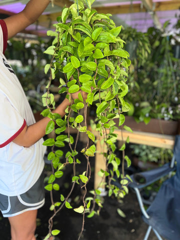 HOYA CARNOSA 8"