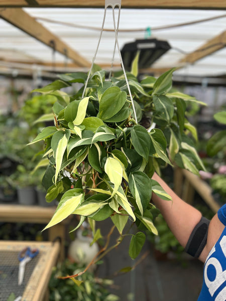 PHILODENDRON SILVER STRIPE 8"