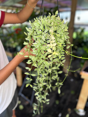 DISCHIDIA OIANTHA VARIGATED 5"