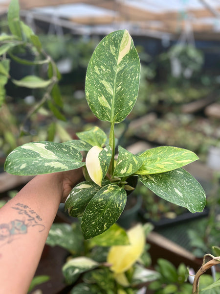 PHILODENDRON GREEN CONGO HYBRID NUCLEAR 4"