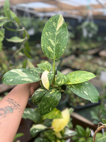 PHILODENDRON GREEN CONGO HYBRID NUCLEAR 4"