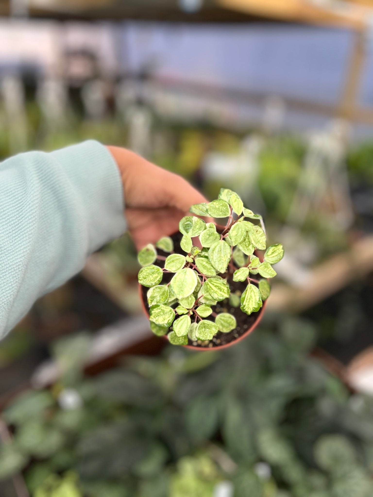 PEPEROMIA FRECKLES VARIEGATED