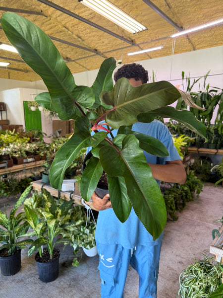PHILODENDRON FLORIDA BRONZE 2 GALLONS GROWER CHOICES