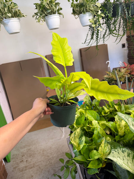 PHILODENDRON GOLDEN CROCODILE 6" GROWER CHOICES