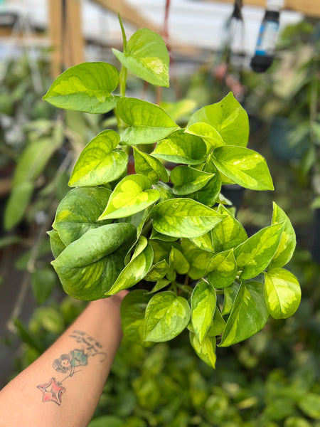 POTHOS GLOBAL GREEN 6"