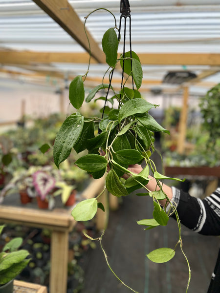 HOYA QUINQUINERVIA MOTHER PLANT 5"