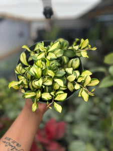 HOYA HEUSCHKELIANA VARIGATED 6"