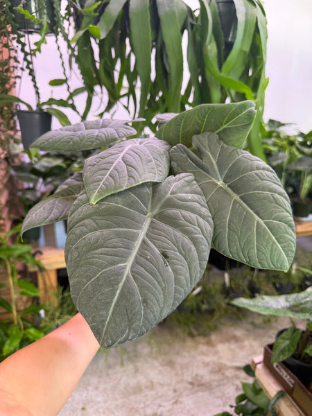 ALOCASIA MAHARANI 6" GROWER CHOICES