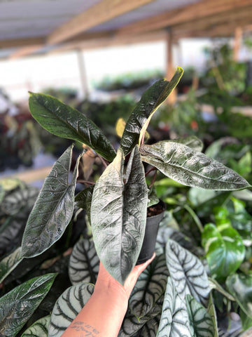 ALOCASIA SCALPRUM 6"