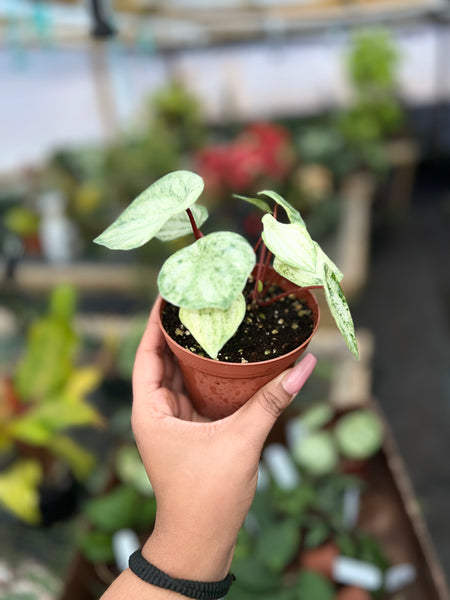 PEPEROMIA WATERMELON 4"