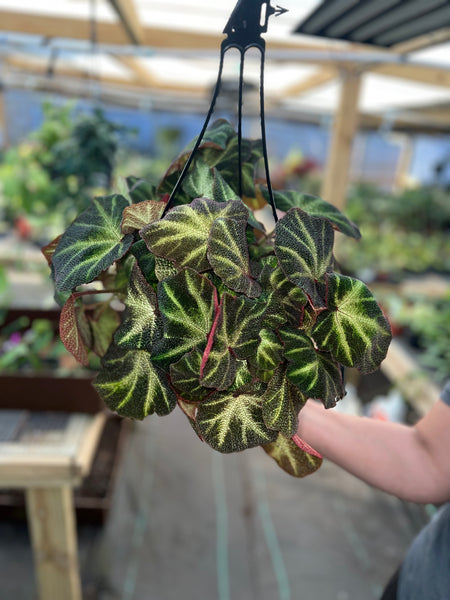 BEGONIA SOLIMUTATA 8"