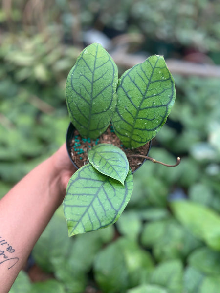 HOYA CALLISTOPHYLLA VENA 4"