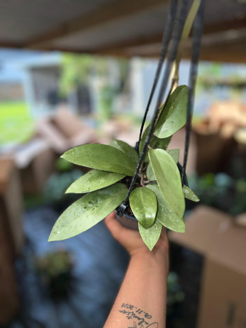 HOYA SILVER DOLLAR 5"