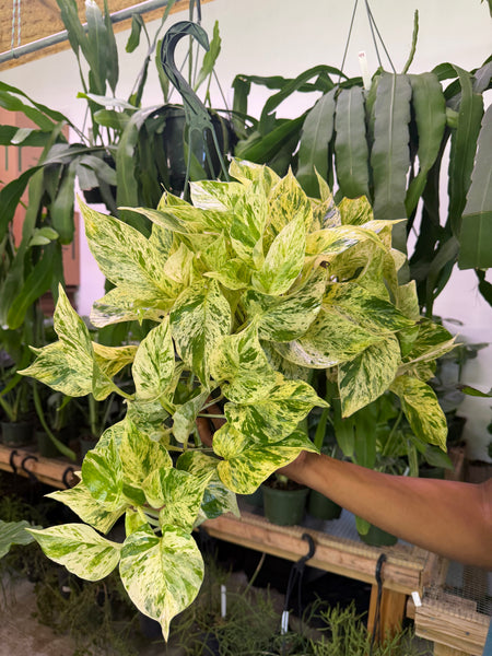 POTHOS SNOW QUEEN 8" GROWER CHOICES