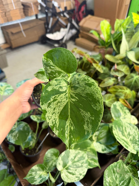 MONSTERA BULBASAUR 4" GROWER CHOICES