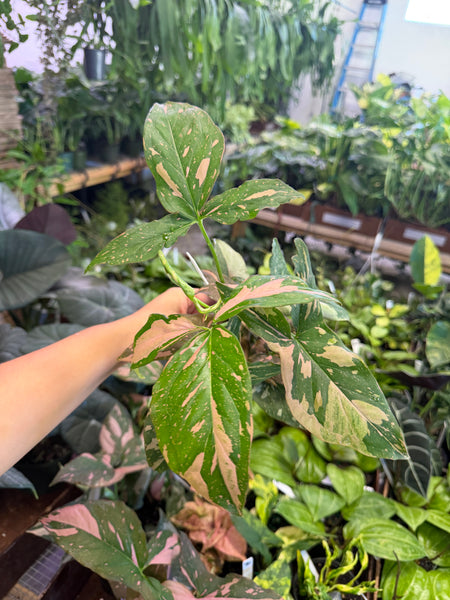 SYNGONIUM PINK SPLASH 4" GROWER CHOICES