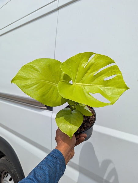 MONSTERA LEMON LIME 6" GROWER CHOICES