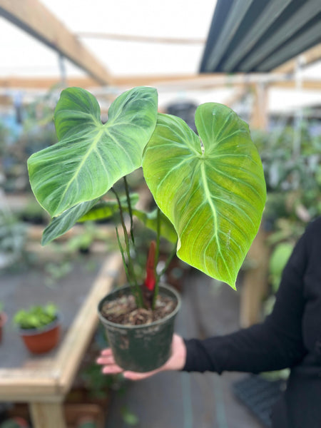 PHILODENDRON CHOCÓ RED 6"