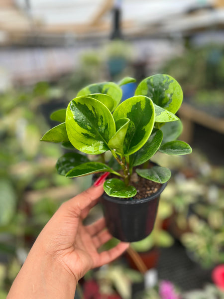 PEPEROMIA OBTUSIFOLIA LEMON 4"